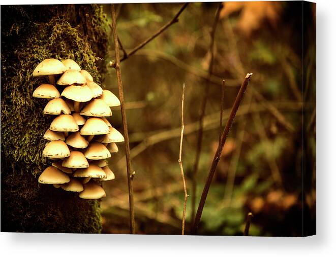 Mushrooms Canvas Print featuring the photograph Cluster o Shrooms by Monte Arnold