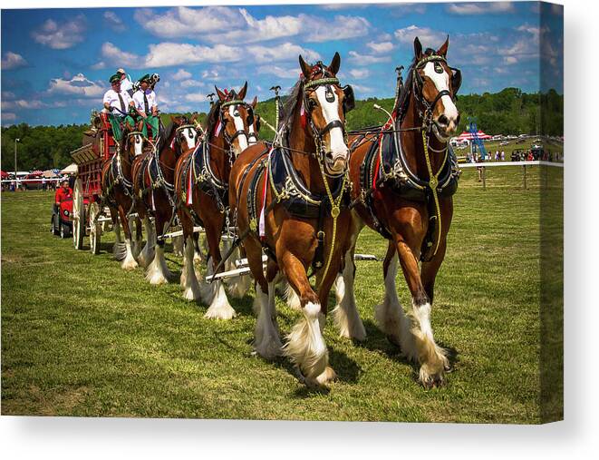 Horse Canvas Print featuring the photograph Budweiser Clydesdale Horses by Robert L Jackson