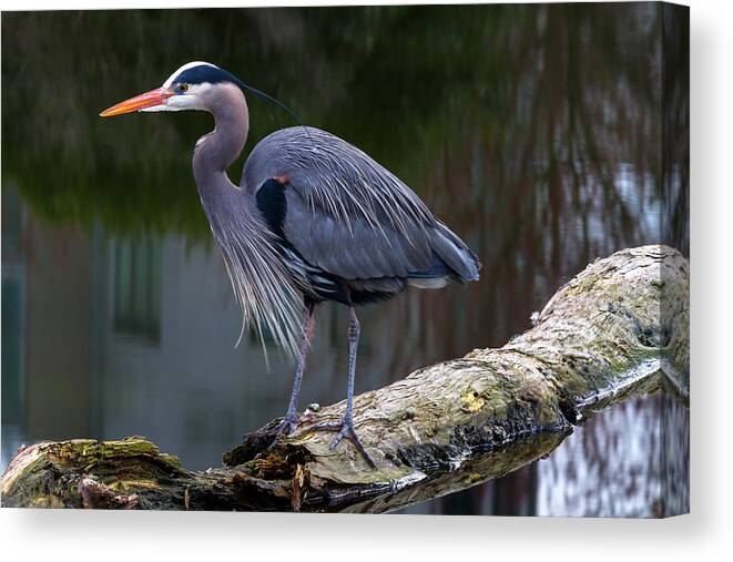 Adult Canvas Print featuring the photograph Coal Harbour Heron by Michael Russell