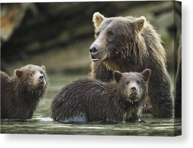 Alaska Canvas Print featuring the photograph Coastal Brown Bear Spring Cubs Ursus by Paul Souders