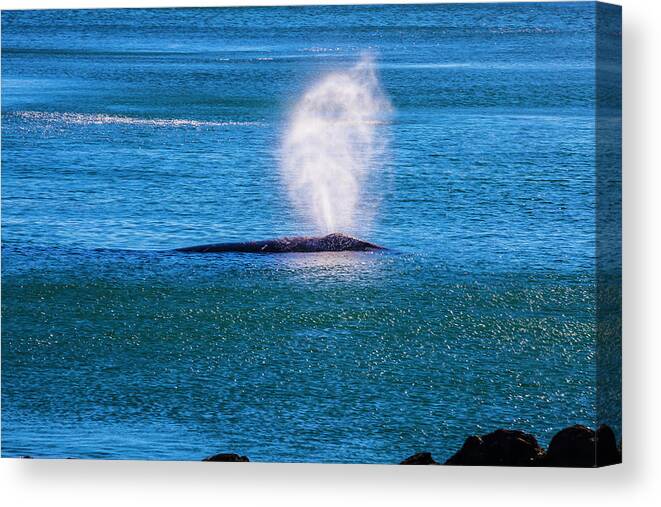 Gray Canvas Print featuring the photograph Coastal Gray Whale by Garry Gay