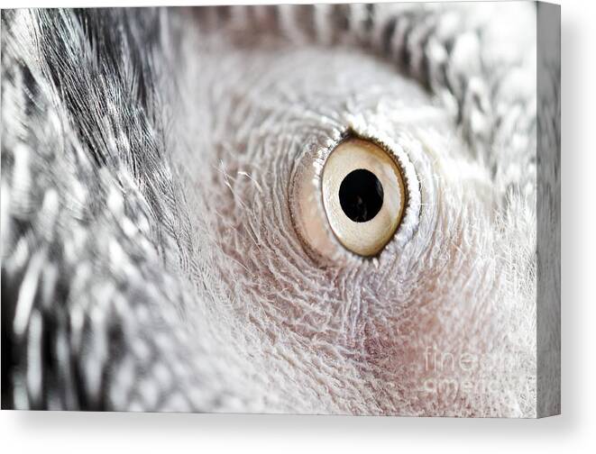 Coco Canvas Print featuring the photograph Coc-s Eye by PatriZio M Busnel
