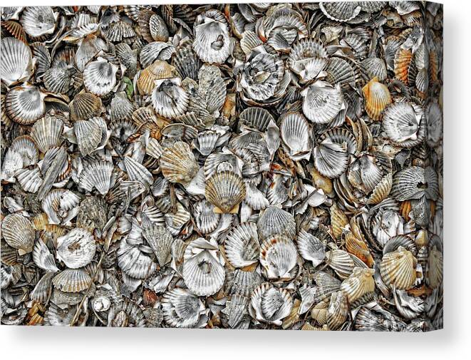 Cockleshells Canvas Print featuring the photograph Cockleshells 1 by David Birchall