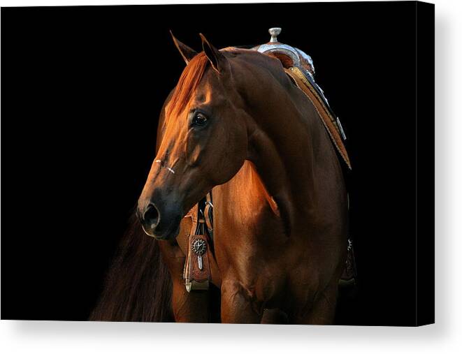 Western Canvas Print featuring the photograph Cocoa by Angela Rath
