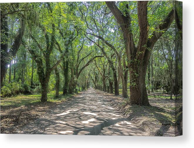 Landscape Canvas Print featuring the photograph Coffin Point Roadway by Patricia Schaefer