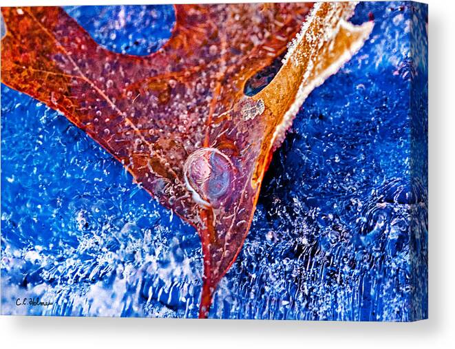 Leaf Canvas Print featuring the photograph Cold Encasement by Christopher Holmes