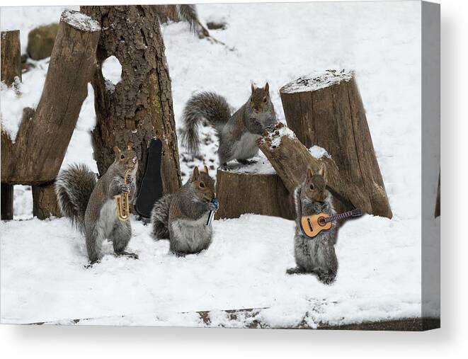 Squirrels Canvas Print featuring the photograph Cold weather can't stop a good band by Dan Friend