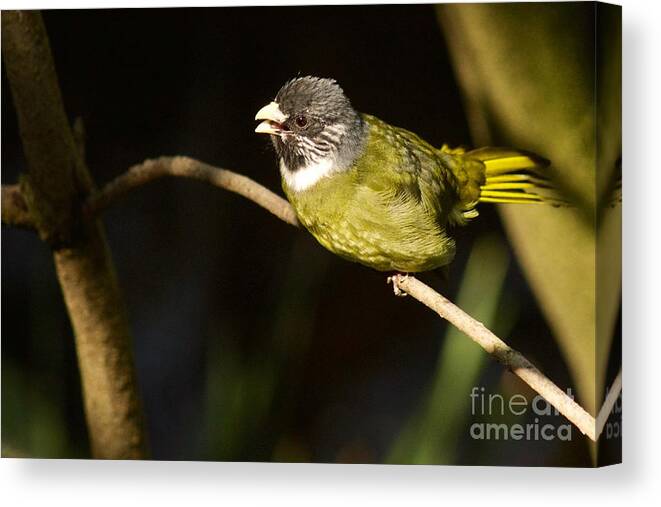 Photography Canvas Print featuring the photograph Collared Finch-bill by Sean Griffin