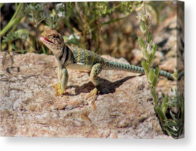 Arizona Canvas Print featuring the photograph Collared Lizard Basking by Jen Manganello