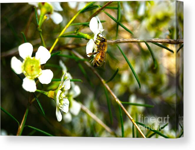 Waxamolia Canvas Print featuring the photograph Collecting Pollen by Cassandra Buckley