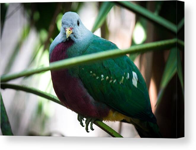 Wild Birds Canvas Print featuring the photograph Color me Plump by Aaron Potts