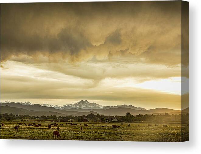 Severe Canvas Print featuring the photograph Colorado Grazing by James BO Insogna