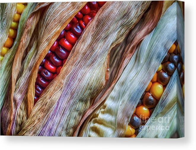 Abstract Canvas Print featuring the photograph Colorful corn by Veikko Suikkanen
