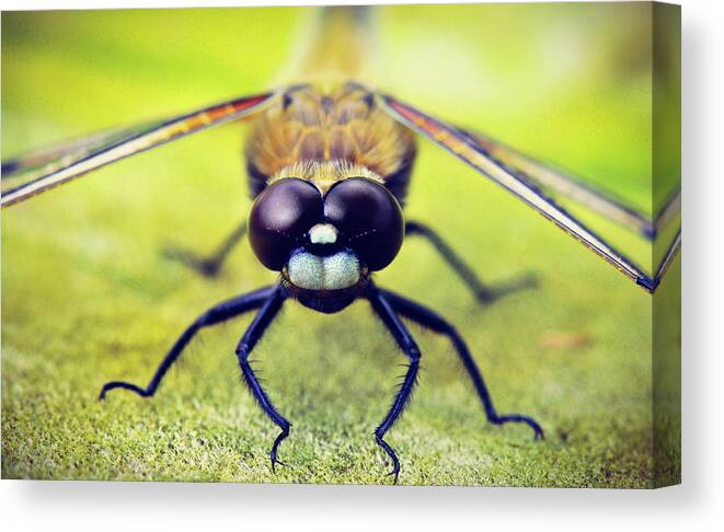 Dragonfly Canvas Print featuring the photograph Colorful Dragonfly Art Prints by Wall Art Prints