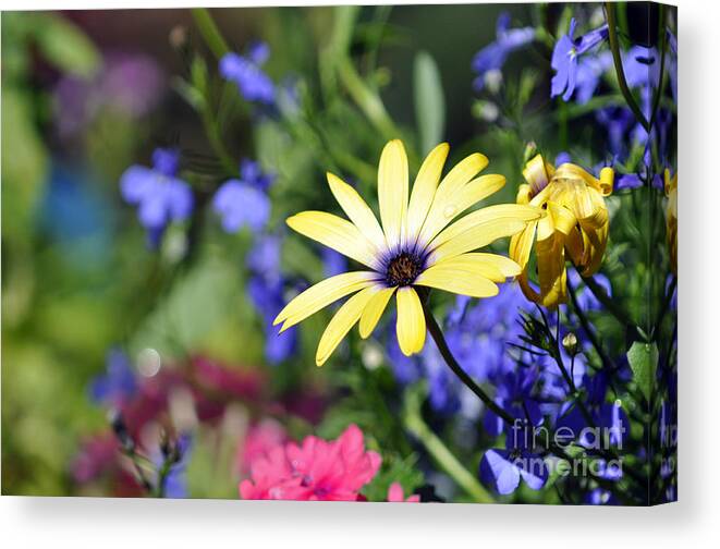 Daisy Canvas Print featuring the photograph Colorful Flowers by Laura Mountainspring