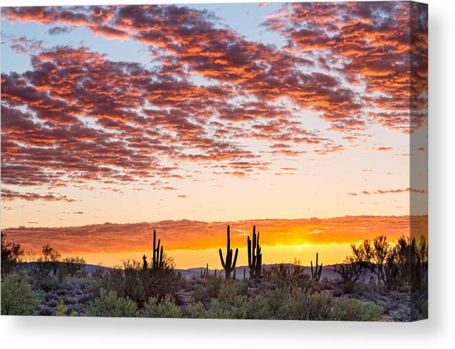 Desert Canvas Print featuring the photograph Colorful Sonoran Desert Sunrise by James BO Insogna