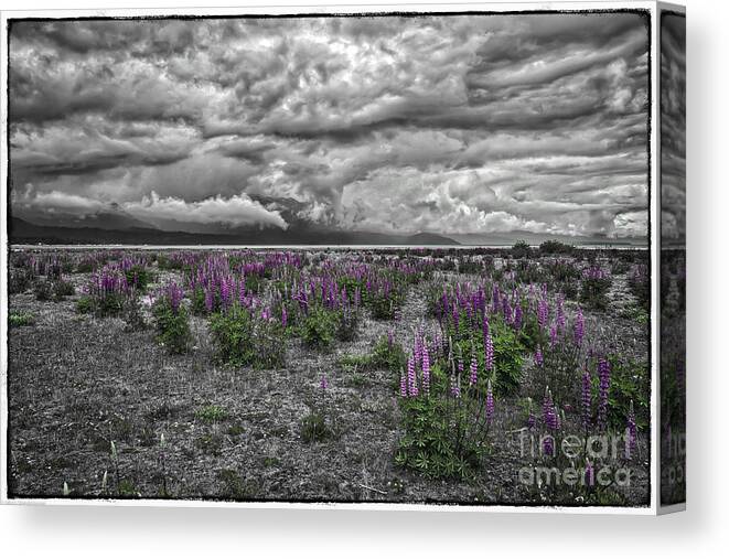 Lupine And Log Canvas Print featuring the photograph Colorful Spring by Mitch Shindelbower