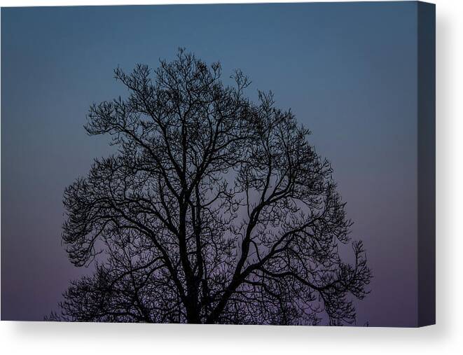 Pink Canvas Print featuring the photograph Colorful Subtle Silhouette by Darryl Hendricks