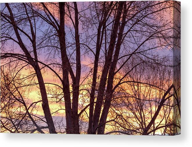 Colorful Canvas Print featuring the photograph Colorful Tree Branches Night by James BO Insogna