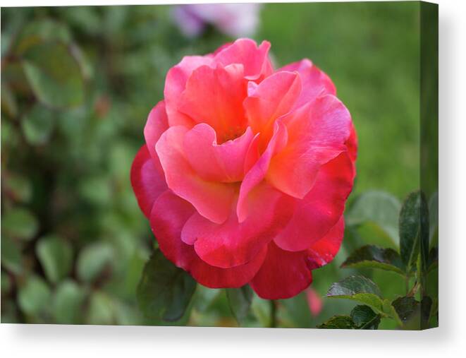 Close-up Canvas Print featuring the photograph Colorific Rose by K Bradley Washburn