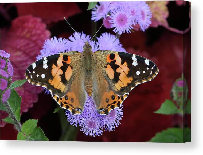 Painted Lady Butterfly Canvas Print featuring the photograph Colors Galore by Doris Potter