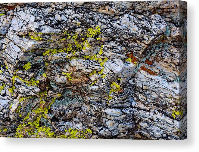 Lichen Canvas Print featuring the photograph Colors by Melisa Elliott