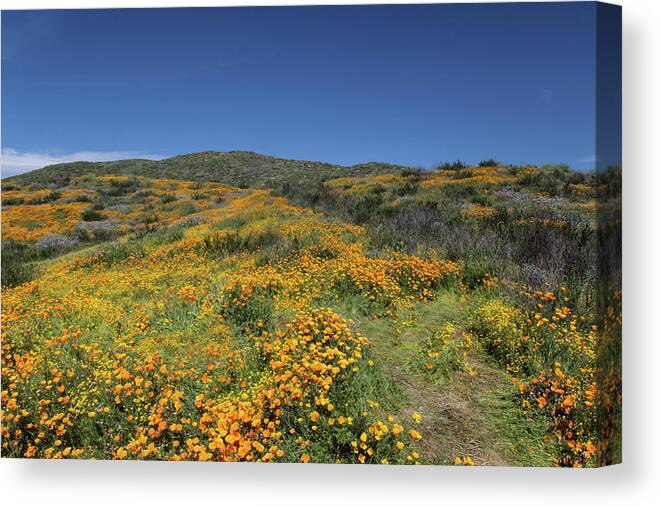 Poppies Canvas Print featuring the photograph Colors of Springtime by Cliff Wassmann