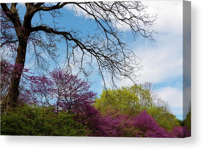 Spring Canvas Print featuring the photograph Colors by Sam Rino