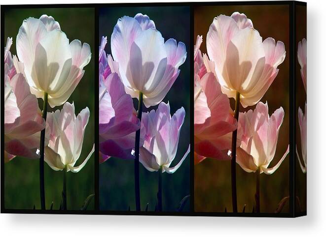 Coloured Tulips Canvas Print featuring the photograph Coloured Tulips by Robert Meanor