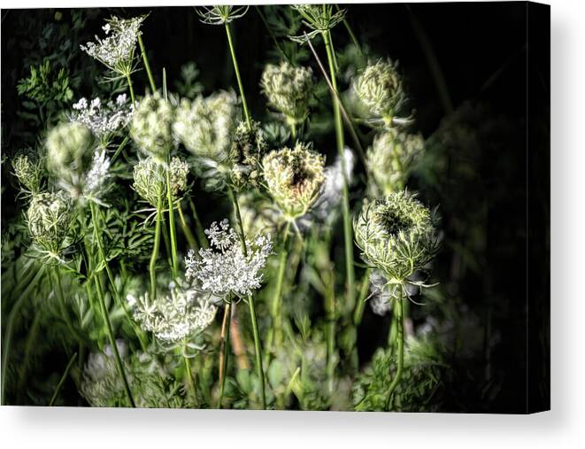 Queen Anne's Lace Canvas Print featuring the photograph Coming and Going - by Julie Weber