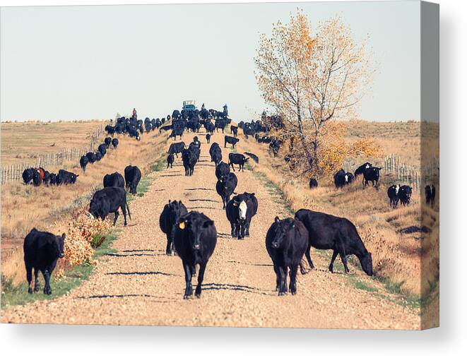 Black Angus Canvas Print featuring the photograph Coming Down the Road by Todd Klassy