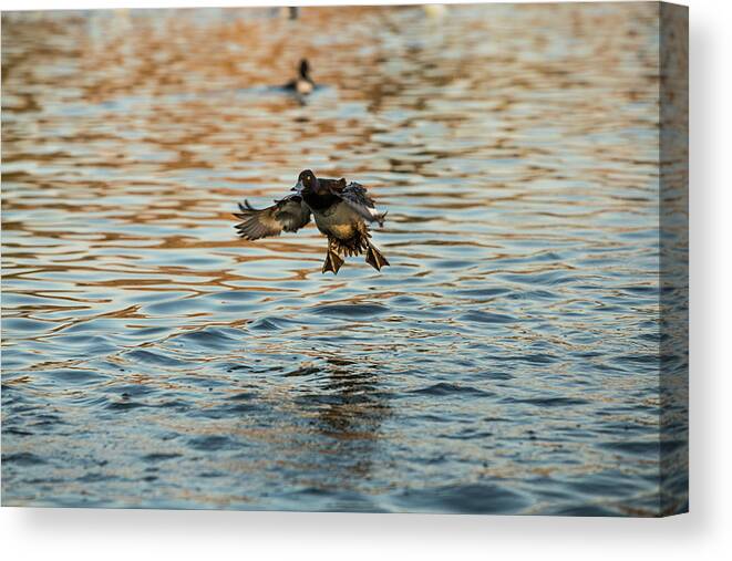 Duck Canvas Print featuring the photograph Coming in hot by Jason Hughes