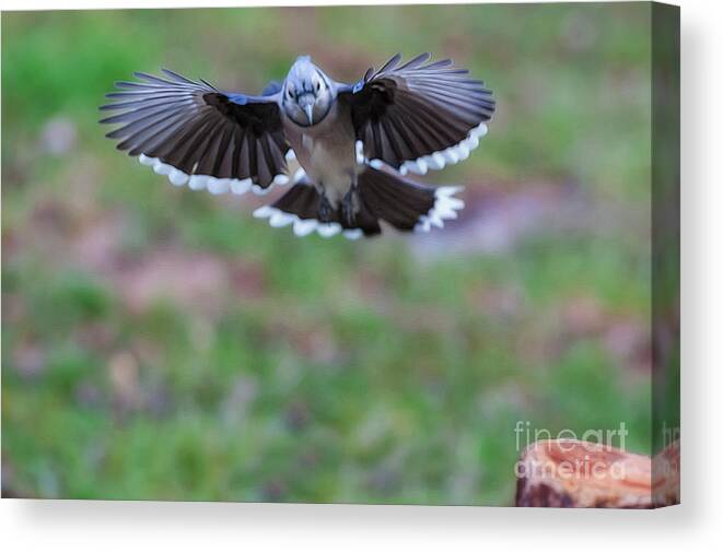 Blue Jay Canvas Print featuring the photograph Coming in with wings spread by Dan Friend