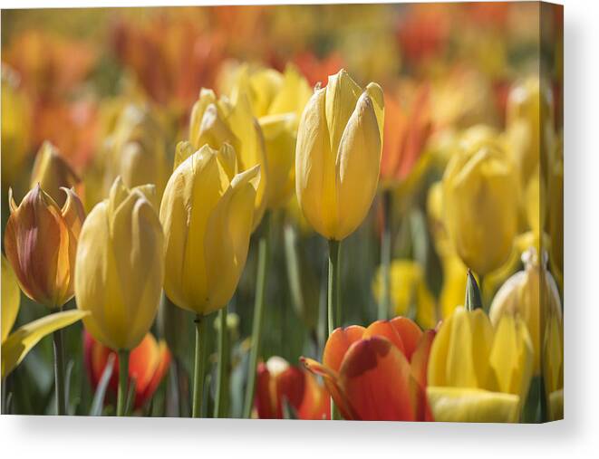 Tulipa Canvas Print featuring the photograph Coming up Tulips by Jeanne May