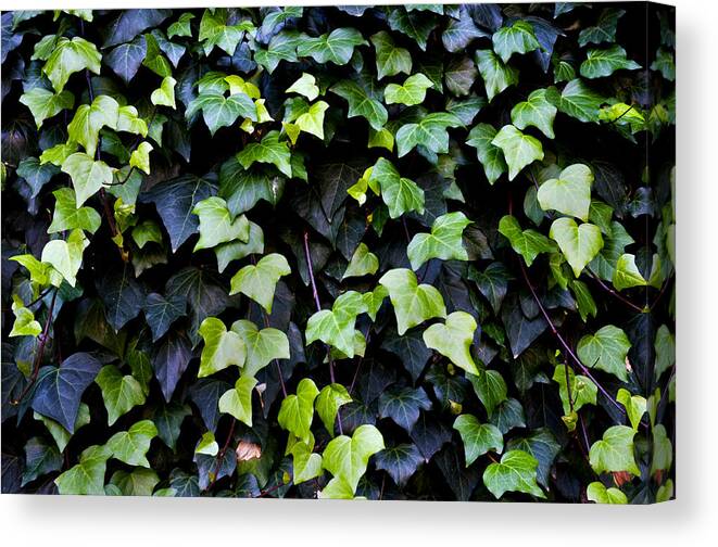 Close Up Canvas Print featuring the photograph Common ivy by Fabrizio Troiani