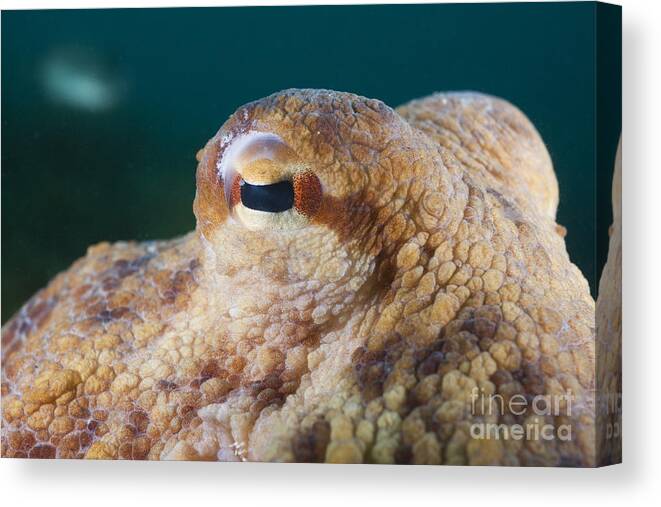 Common Octopus Canvas Print featuring the photograph Common Octopus Eye by Reinhard Dirscherl