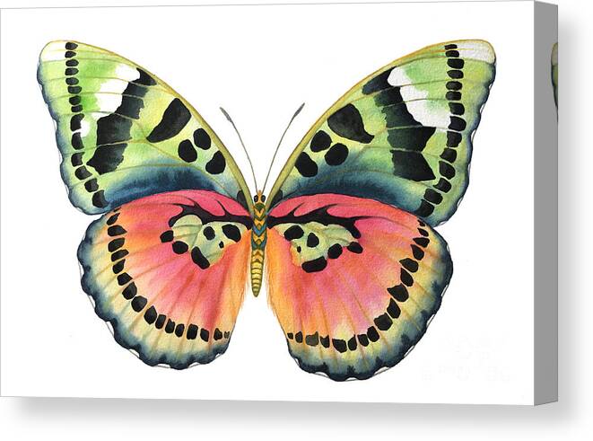 Butterflies Canvas Print featuring the painting Common Pink Forester by Lucy Arnold
