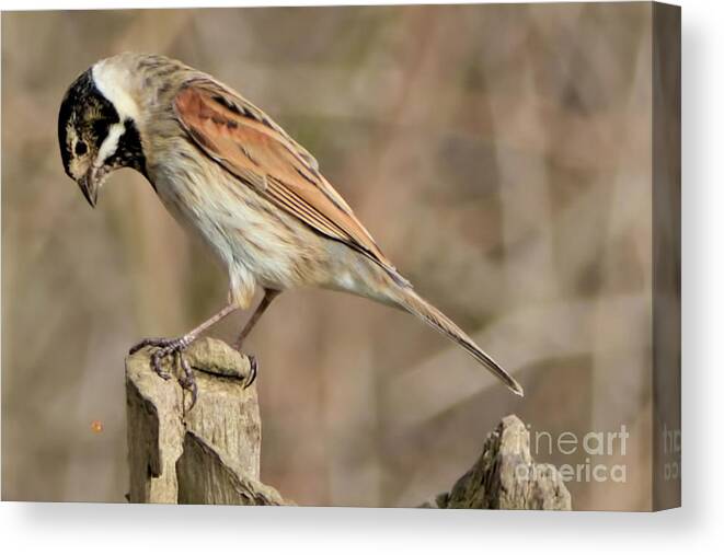 Bird Canvas Print featuring the photograph Common Reed Bunting by Baggieoldboy