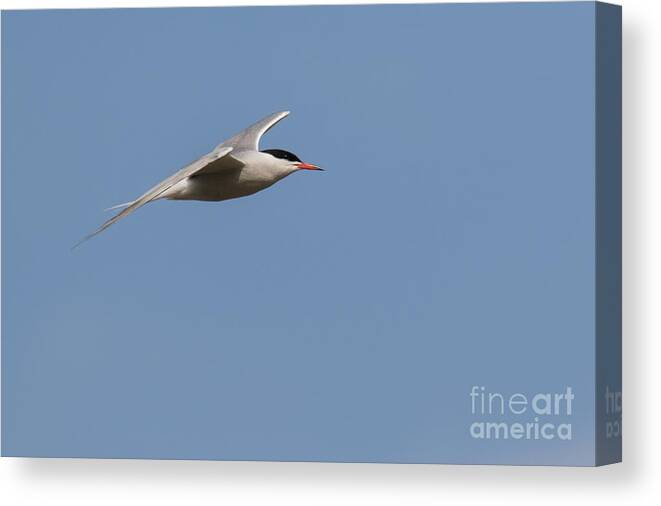Animalia Canvas Print featuring the photograph Common tern in flight by Jivko Nakev