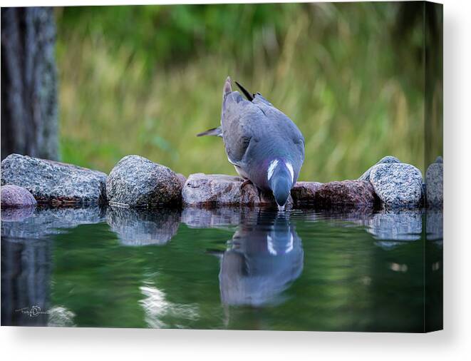 Common Wood Pigeon Canvas Print featuring the photograph Common Wood Pigeon drinking at the waterhole from the front by Torbjorn Swenelius