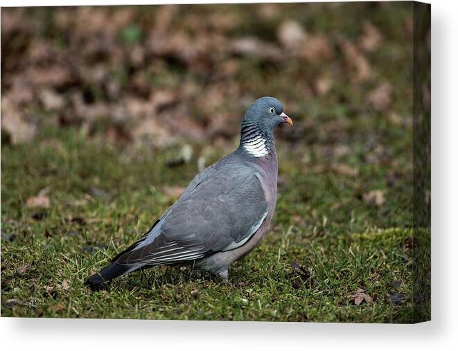 Common Wood Pigeon Canvas Print featuring the photograph Common Wood Pigeon's profile by Torbjorn Swenelius