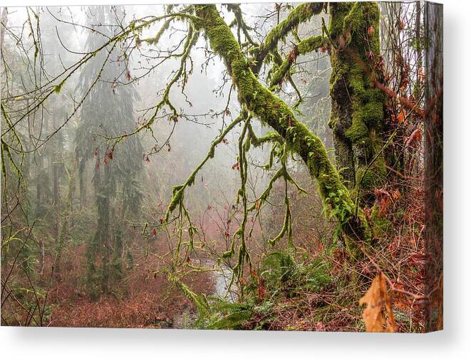 Landscapes Canvas Print featuring the photograph Mist In The Forest by Claude Dalley