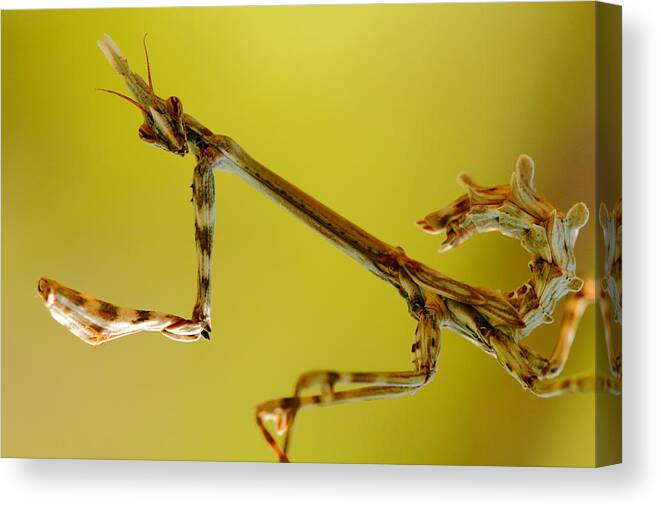 Wildlife Canvas Print featuring the photograph Cone Head Mantis by Richard Patmore