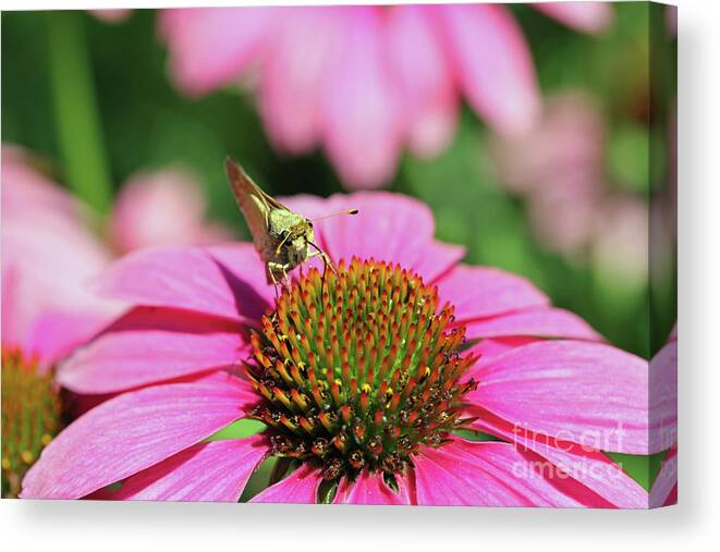 Insect Canvas Print featuring the photograph Coneflower Moth I by Mary Haber