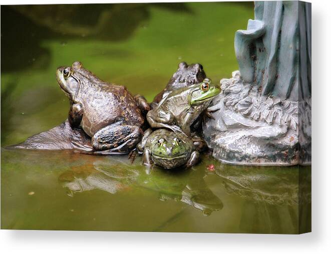 Frogs Canvas Print featuring the photograph Congregation by Trina Ansel