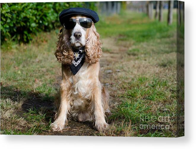 Dog Canvas Print featuring the photograph Cool dog by Mats Silvan