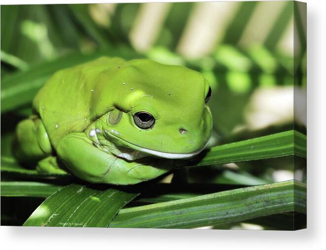 Green Frog Photography Canvas Print featuring the photograph Cool green frog 001 by Kevin Chippindall