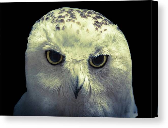 Owl Canvas Print featuring the photograph Cool by Mike Stephens