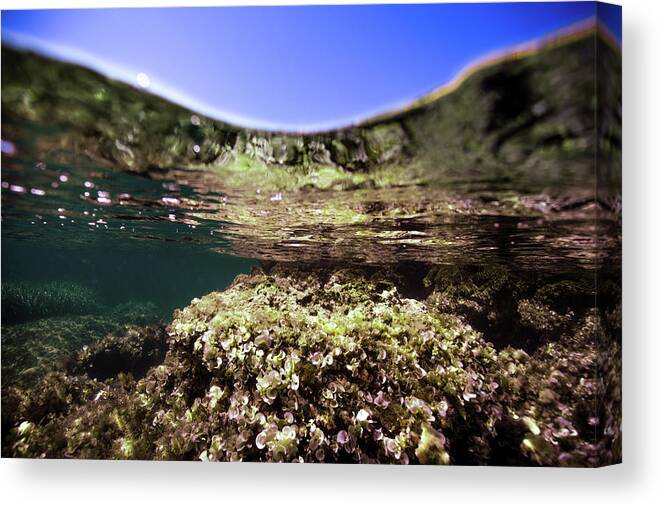 Underwater Canvas Print featuring the photograph Coral Beauty by Gemma Silvestre