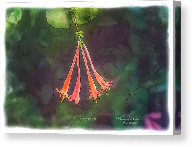 Coral Honeysuckle Canvas Print featuring the painting Coral Honeysuckle by Bill McEntee